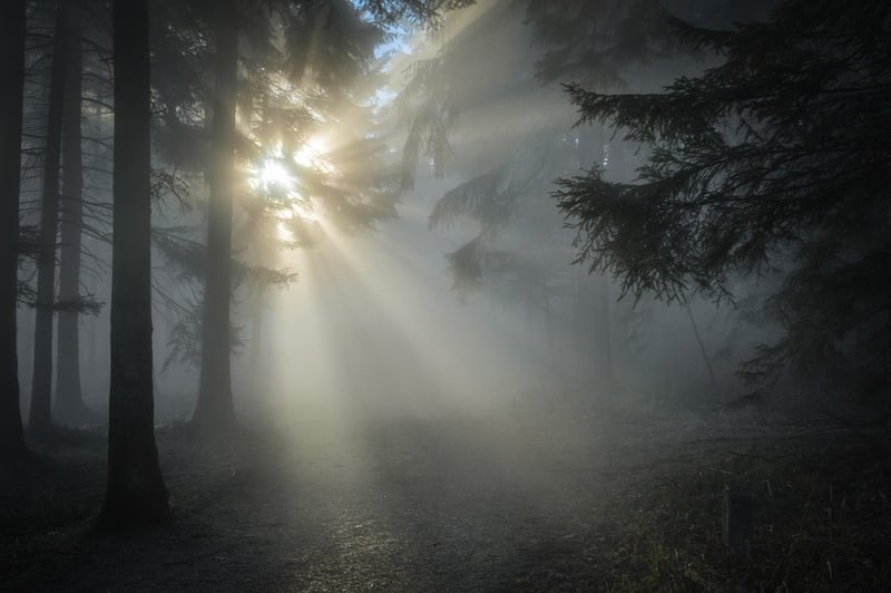 Magical Forest